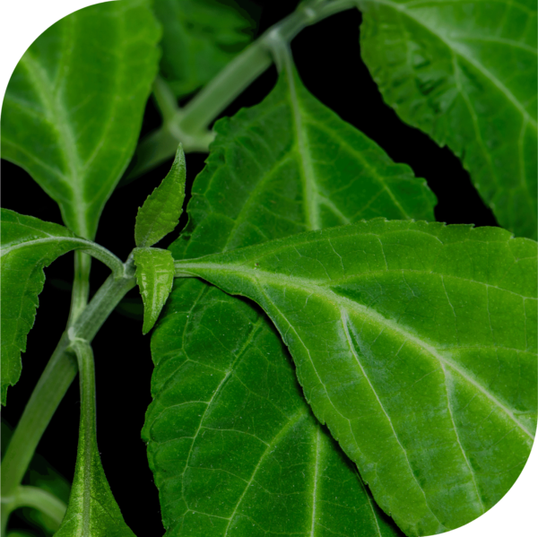 Salvia Divinorum